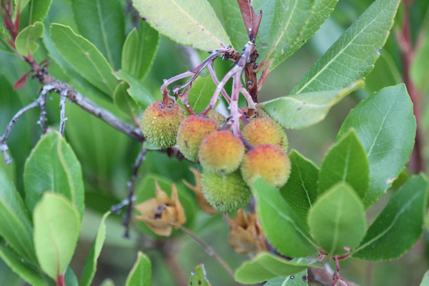 Erdbeerbaum-Honig, 300g