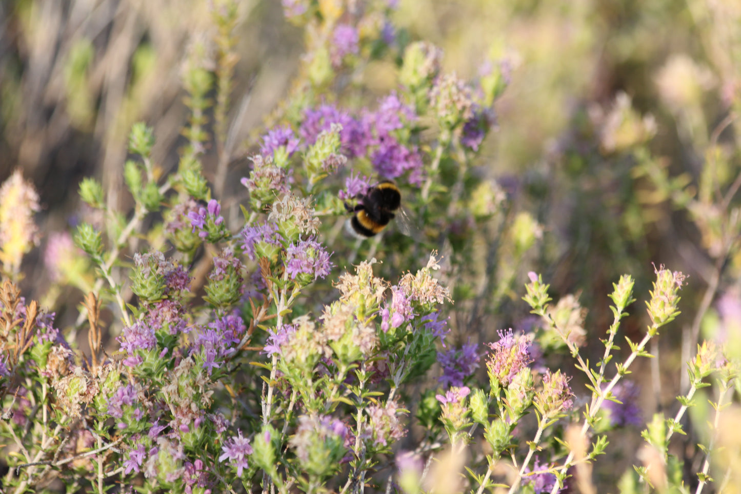 Wilder Bergthymian, Hummel, Magnisias, Pelion, Griechenland