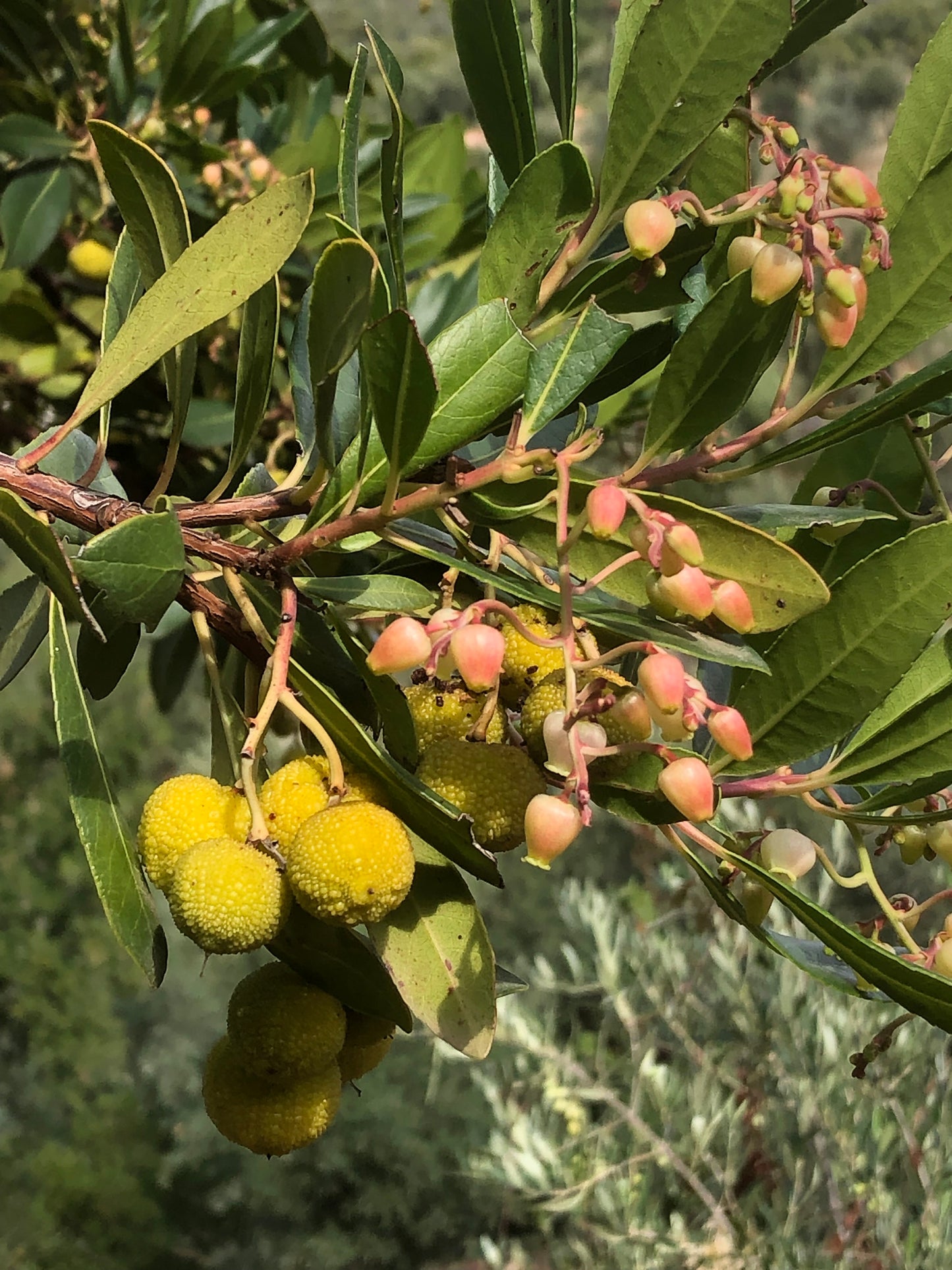 Erdbeerbaum, Früchte und Blüte, Erdbeerbaumhonig