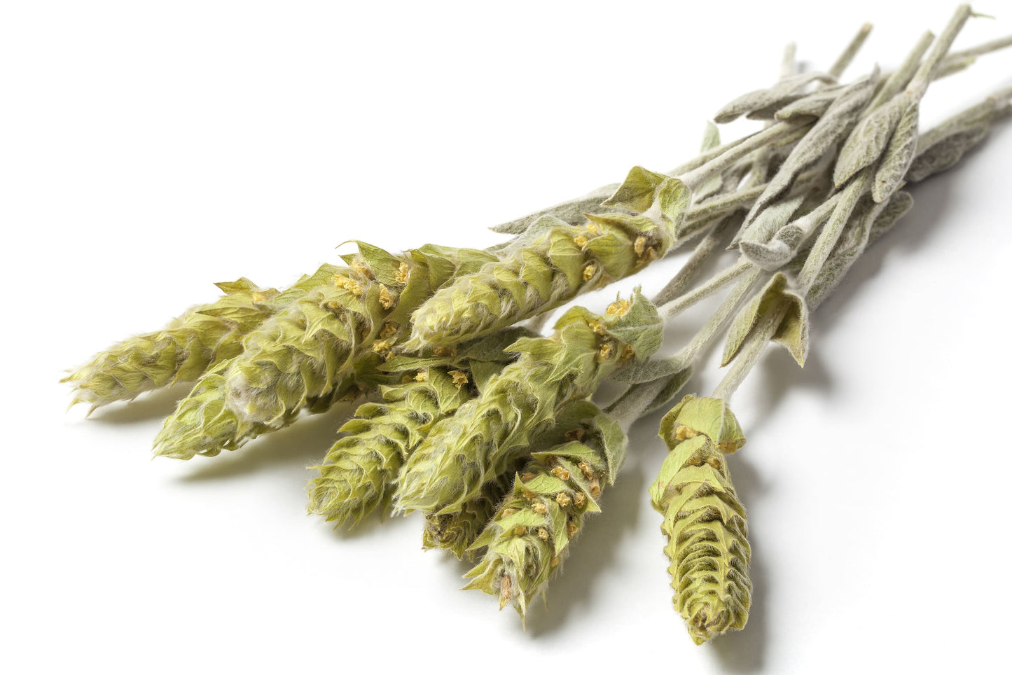 Griechischer Bergtee Sideritis Scardica, Kräutertee, Blütenstängel